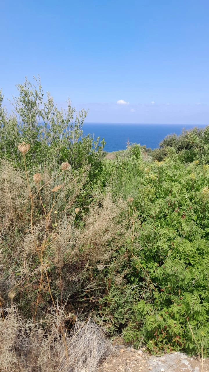 Land for sale in berbara – jbeil